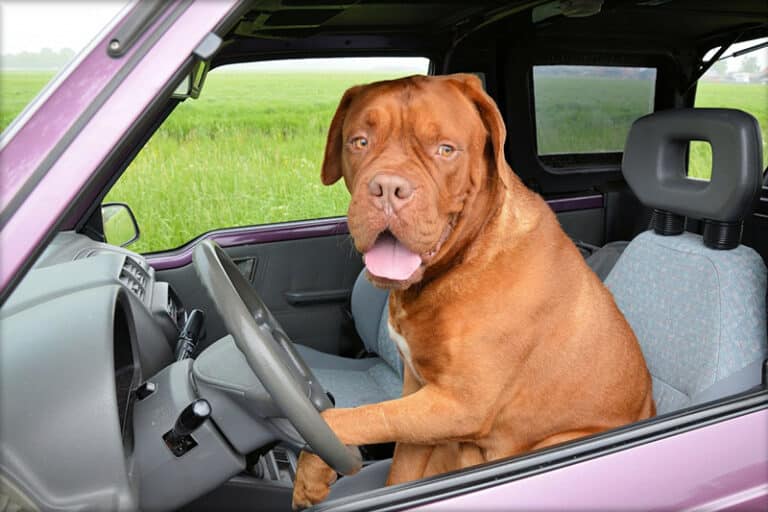 blog-auto-dog - Affordable Insurance High Risk Driver Insurance - Affordable Insurance
